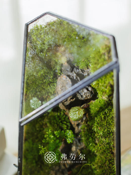 几何生态框 商品图1