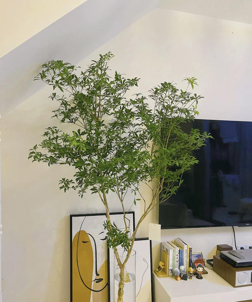 【大枝】进口马醉木 约1.5米 型态如图 单枝（快递可运费到付） 商品图1