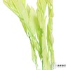 永生花材 ｜ 桔子叶翠绿 商品缩略图2