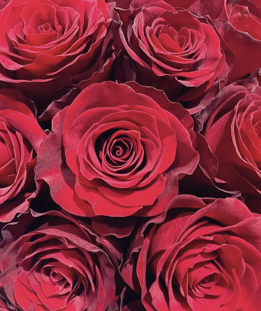 【昆明玫瑰】高原红，20支/扎A级 商品图3