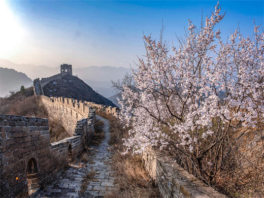 4.12【金山岭杏花节1日】2026第五届金山岭长城国际徒步大会｜智汇长城·花漾未来の人与机器人共登长城徒步大会 商品图10