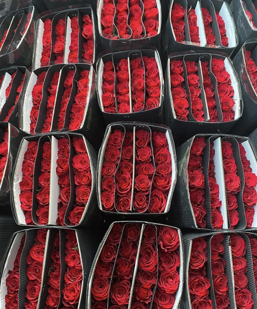 【昆明玫瑰】高原红，20支/扎A级 商品图7