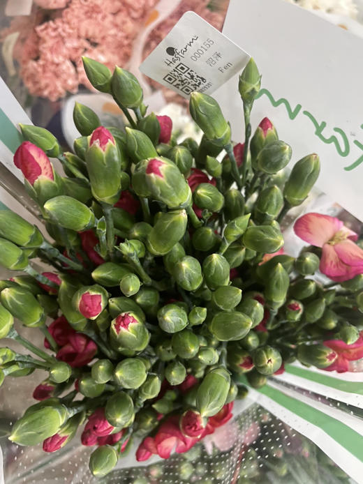 【沼泽】波萝蜜，蝴蝶康，香槟粉，18-20支/扎 商品图3