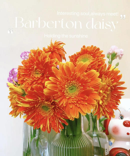 【非洲菊】橙色，18-20支/扎 商品图1