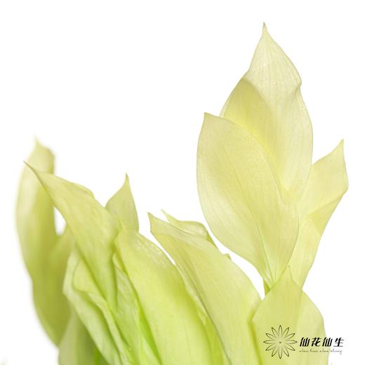 永生花材 ｜ 桔子叶翠绿 商品图4