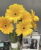 【非洲菊】黄色，18-20支/扎 商品缩略图0