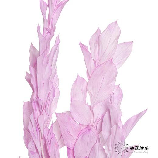 永生花材 | 桔子叶香芋紫 商品图2