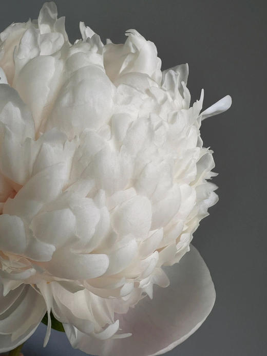 【预售！4.20起陆续发出】欧文斯上校【有的人温柔得连指尖都是粉色，比如说你】简小姐精选进口芍药 欧文斯上校 2件包邮 顺丰空运直发 商品图12