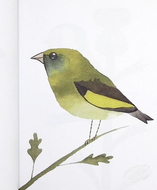 【中商原版】我们花园里的鸟 英文原版 Our Garden Birds 自然 绘本 鸟 科普 Matt Sewell 商品图7