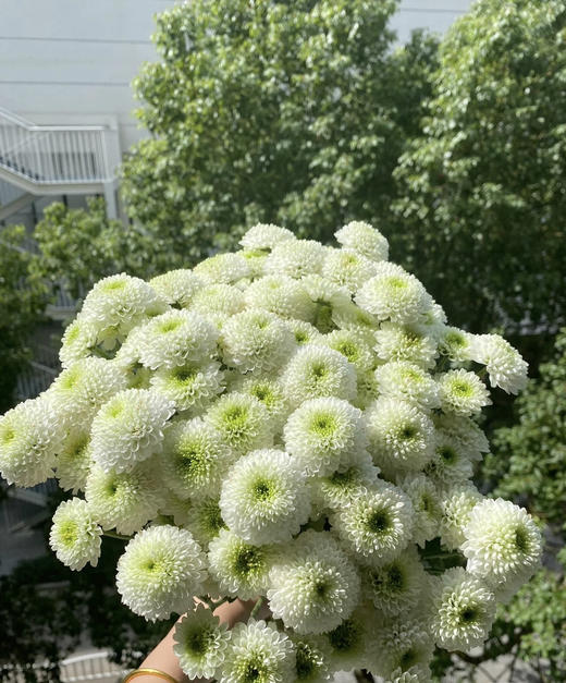 【精品小菊】科龙香水，10支/扎 商品图2