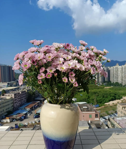 【精品小菊】罗西浅粉 10支/扎（深浅色随机） 商品图1