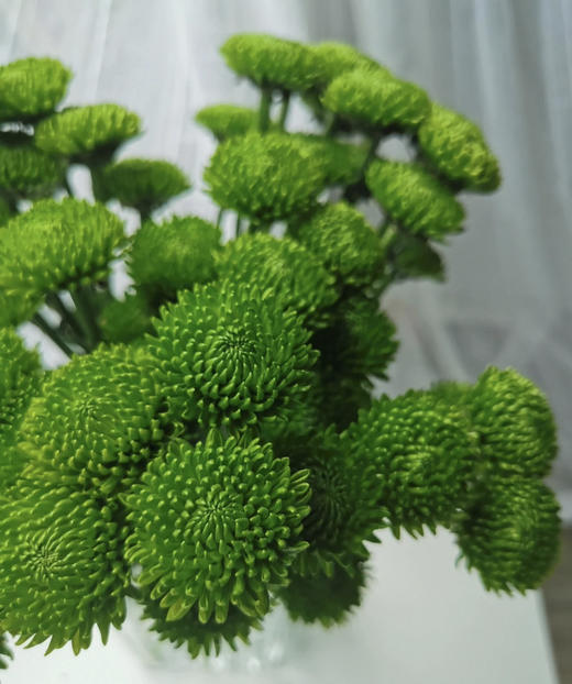 【精品小菊】绿橄榄 10支/扎 商品图1