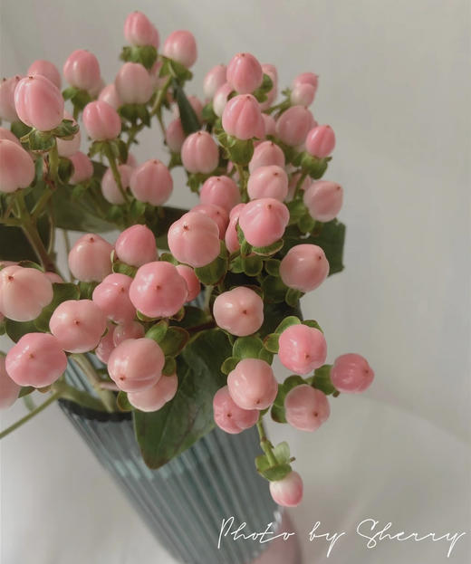 【荷兰】进口火龙珠  多色可选  约10枝/扎 商品图4