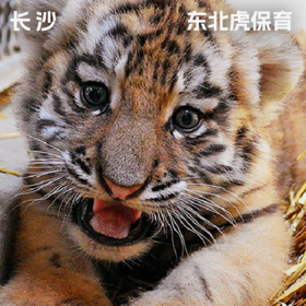 长沙·东北虎保育义工旅行项目