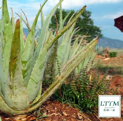 库拉索芦荟鲜叶（生鲜拒绝退换） 商品图8