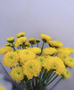 【精品小菊】金沙黄 10支/扎 商品缩略图1