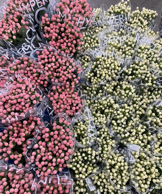 【荷兰】进口火龙珠  多色可选  约10枝/扎 商品图13