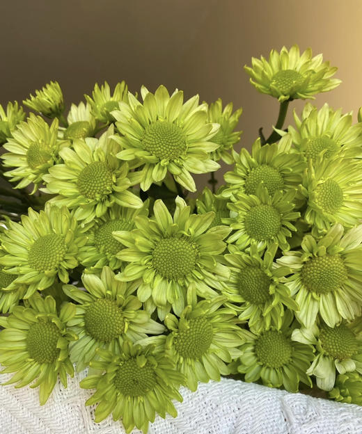 【精品小菊】绿精灵  10支/扎 商品图0