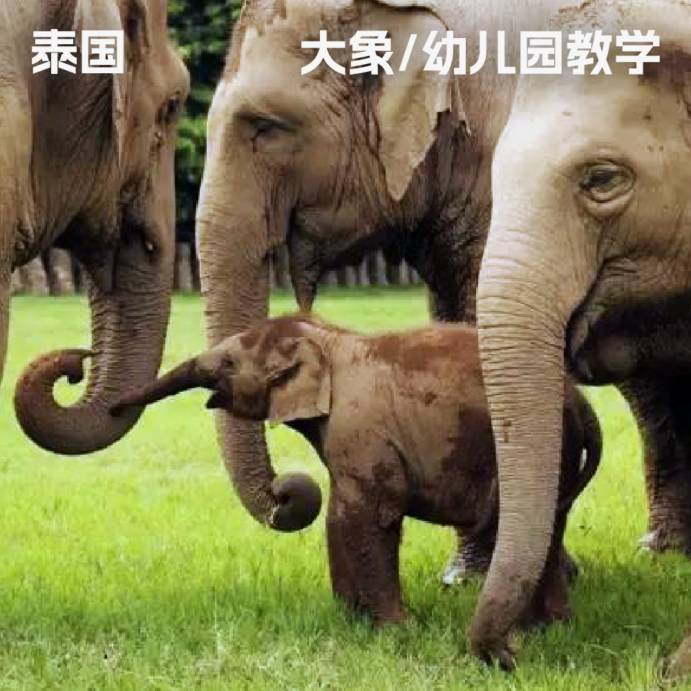 泰国·大象保护|志愿教学