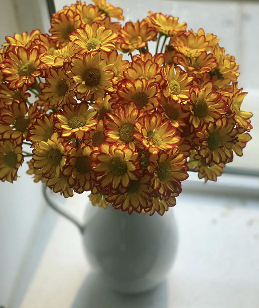 【精品小菊】罗马假日 10支/扎 商品图2