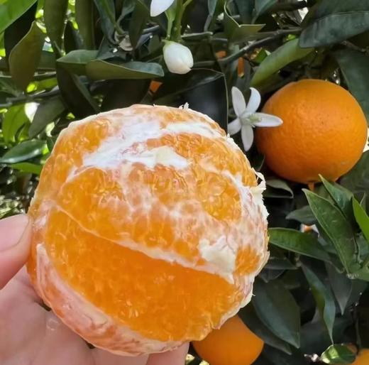 【秭归九月红脐橙】当季新鲜水果现摘现发 商品图2