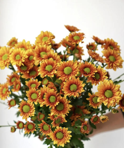 【精品小菊】桔星 10支/扎 商品图2