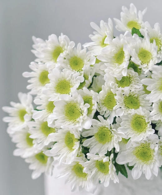 【精品小菊】瑞白 10支/扎 商品图2