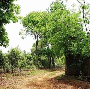 【班章老寨】古树纯料普洱茶 商品图2