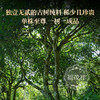 纯福利回馈【仅剩最后4箱】【铜箐河单株】珍贵稀少的I类大高杆 2023年头春12颗高杆古树600纯料散茶 200g/箱   商品缩略图2