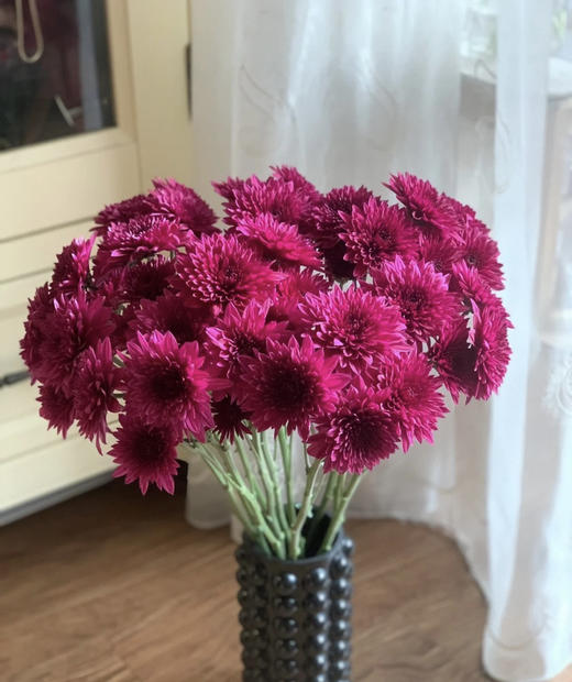 【精品小菊】紫丹特 10支/扎 商品图0