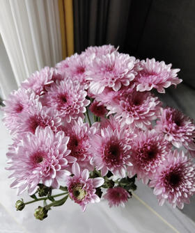 【精品小菊】粉丹特 10支/扎