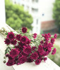 【精品小菊】紫丹特 10支/扎 商品缩略图1