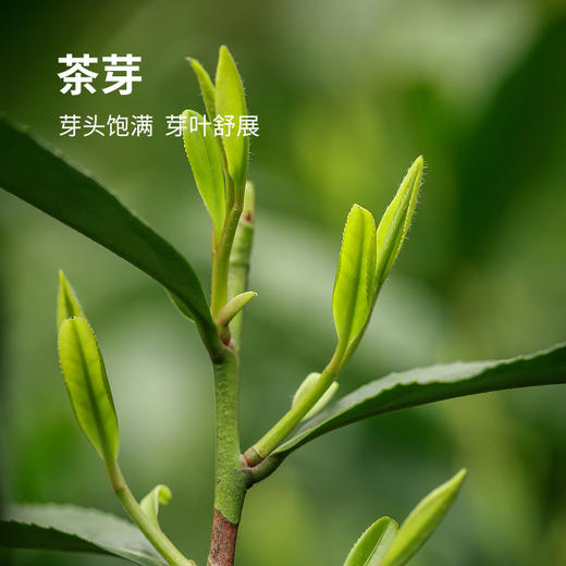 明前西湖狮峰龙井茶 | 2025年新茶上市 核心产区 明前头采 一芽一叶初展 20年专业采摘经验 兰花香明显 茶汤清澈 鲜香醇甜 商品图1