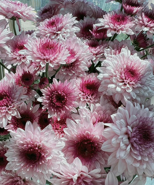 【精品小菊】粉丹特 10支/扎 商品图1