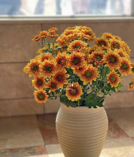 【精品小菊】桔星 10支/扎 商品图0