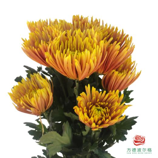 市场烟花菊-橙色 10枝一扎 商品图0