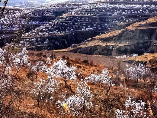 【黄土高坡1日】万亩杏花黄土高坡上绽放-黄土坡11公里环穿 商品图2