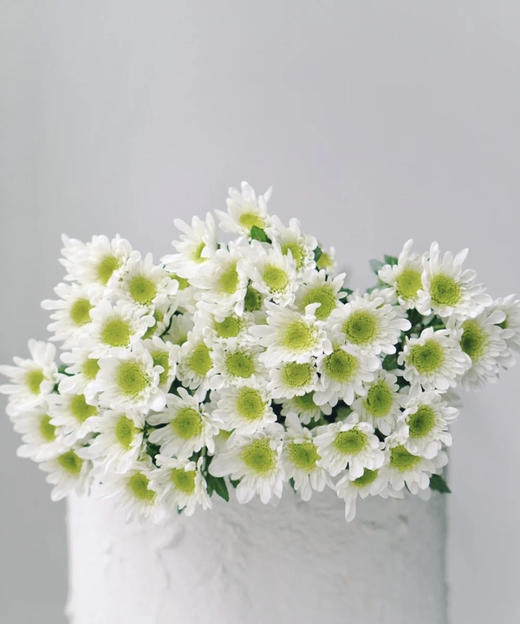 【精品小菊】瑞白 10支/扎 商品图1