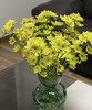 【精品小菊】瑞黄  10支/扎 商品缩略图2