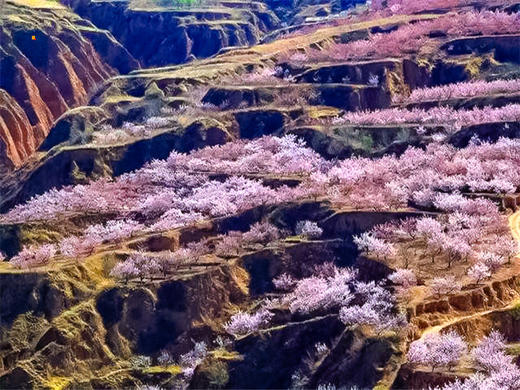 【黄土高坡1日】万亩杏花黄土高坡上绽放-黄土坡11公里环穿 商品图4