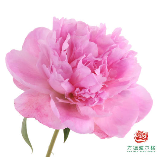 四川芍药 粉色重瓣-粉绒莲 10枝一扎 商品图0