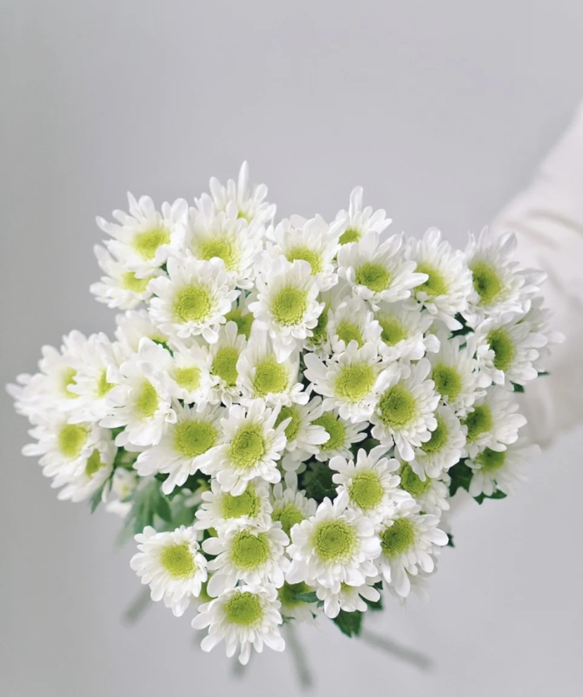 【精品小菊】瑞白 10支/扎