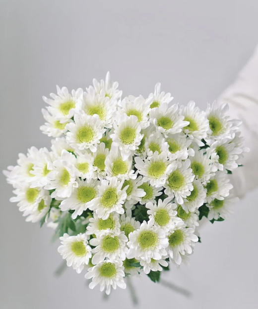 【精品小菊】瑞白 10支/扎 商品图0