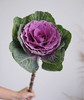 叶牡丹——紫 单枝 商品缩略图0