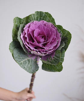 叶牡丹——紫 单枝