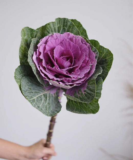 叶牡丹——紫 单枝 商品图0
