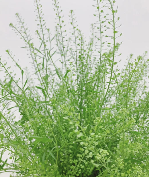 【惹人怜爱】绿铃草（BB草）若干枝/扎 商品图3