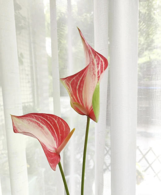 【绿光彩掌】普拉提   约30公分 商品图1