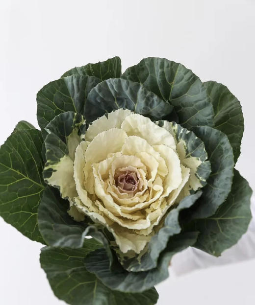 叶牡丹——白   单枝 商品图1