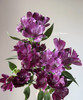 【进口六出花】深紫色  5枝 商品缩略图0